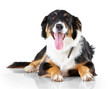 Portrait, border collie and dog with tongue out relax on floor with no people on isolated, transparent and png background. Face, animal and calm puppy resting, curious and sweet, playful and chilling