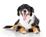 Fototapeta Zwierzęta - Portrait, border collie and dog with tongue out relax on floor with no people on isolated, transparent and png background. Face, animal and calm puppy resting, curious and sweet, playful and chilling
