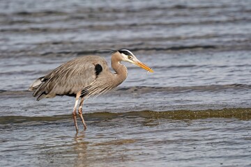 Wall Mural - Majestic blue heron stands in shallow water at the edge of the ocean