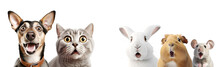 Portrait Of Surprised Animals. AI Generative. Dog, Cat; Rabbit; Guinea Pig And Mouse Isolated On White Background.
