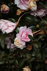 Wall Mural - closeup shot of a blooming beautiful bright pink roses and wilting roses in a lush garden