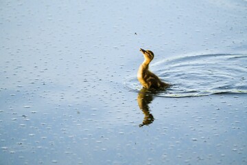 Poster - Duck floating in the lake, with its reflection in the water