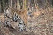 Bengal tiger (Panthera tigris tigris), young animal standing at base of tree. Tadoba Andhari Tiger Reserve / Tadoba National Park, Maharashtra, India.