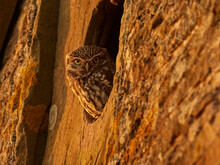 Little Owl (Athene Noctua) Looking Out Of Window Of Old Barn, UK.