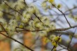 Close up of a willow catkin blossom on tree branch.