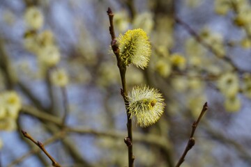 Sticker - the yellow flowers on the tree are beginning to bloom together