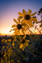 Wall Mural - Closeup of beautiful yellow brittlebush flowers in a garden