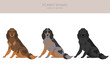 Picardy Spaniel clipart. All coat colors set.  All dog breeds characteristics infographic