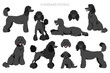 Standard poodle clipart. Different poses, coat colors set