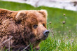 Brown Bear in meadow