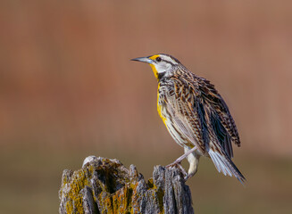 Wall Mural - Eastern Meadowlark perched on a moss covered wooden post in springtime in Ottawa, Canada