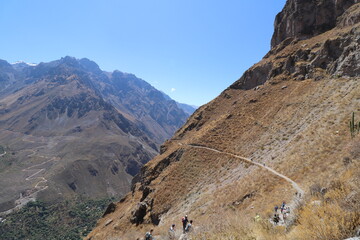 Condors Flying in Peru - Colca Canyon - Flying condor over Colca canyon,Peru,South America. The condor is the biggest flying bird on earth. Colca Canyon: The Second Deepest Canyon in the World.