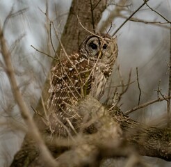 Wall Mural - Brown owl perched on a tree branch, its head cocked to the side