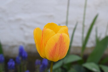 Wall Mural - Yellow Blooming Tulip