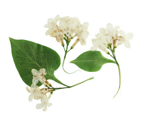 Wall Mural - Pressed and dried flowers lilac isolated on white background
