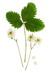 Wall Mural - Pressed and dried flowers strawberry