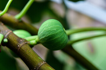 Wall Mural - Natural figs on a branch of a fig tree with beautiful green leaves.