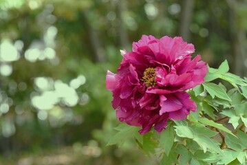 Wall Mural - Peony blossoms in full bloom.Paeoniaceae deciduouus flowering shrub native to China.
Flowering season is from April to June.