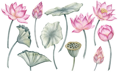 Lotus Flowers big Set. Hand drawn watercolor illustration of tropical pink waterlily and green leaves on isolated background. Bundle of water lily for clipart or spa or Zen design. Botanical drawing.