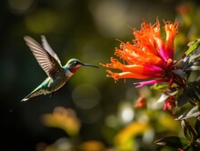  A Hummingbird Flying Towards A Flower With A Blurry Back Ground In The Background Of The Image, It Is A Bright Orange Flower.  Generative Ai