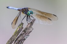 Closeup Of A Blue Dasher Dragonfly On Wood In A Field With A Blurry Background