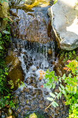 Wall Mural - Greenhouse Stream Details 3