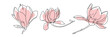 © stournsaeh - Magnolia flower blooming art. Hand drawn realistic detailed vector illustration. Black outline and pink shape clipart collection.