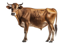 Jersey Cow On White Background