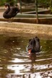 Black swan swimming in a tranquil pond, its head visible above the surface of the water