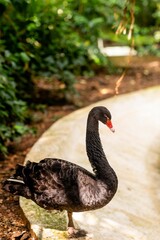 Poster - Graceful black swan is perched atop a cluster of smooth stones near a serene body of water