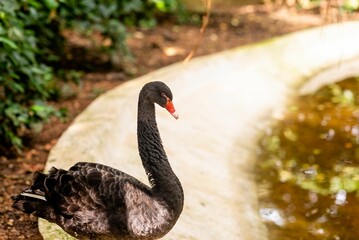 Poster - Graceful black swan is perched atop a cluster of smooth stones near a serene body of water