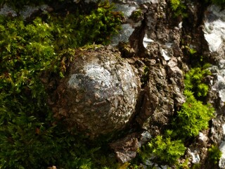 Sticker - a closeup of a stone with moss on the tree trunk