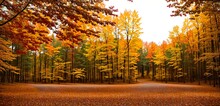 Autumn Forest Yellow Foliage Banner Generative AI