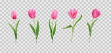 Fototapeta Tulipany - Realistic tulip flowers, plant bouquet. Pink spring bunch, nature wedding set of buds, floral leaf. Decorative objects isolated on transparent background. Vector neoteric 3d illustration