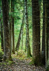 Scenic view of a forest featuring numerous tree trunks with green foliage