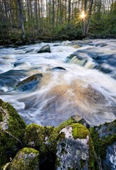 Poster - a small river is rushing through the forest with a few rocks