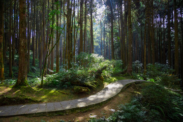 Wall Mural - Hiking trail in the forest