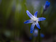Niebieski, wiosenny kwiat z białym wnętrzem
