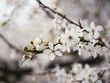 Gałązka krzewu z wiosennymi, białymi kwiatami