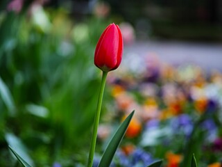 Sticker - Aesthetically-pleasing shot of a vibrant garden tulip in full bloom surrounded by lush green bushes