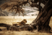 A Lioness Resting In The Shade Of A Tree - Generative AI