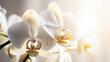 Orchidee vor weissem Hintergrund mit Sonnenstrahlen, generative KI