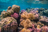 Fototapeta Do akwarium - French Polynesia, Bora Bora. Close-up of coral garden.