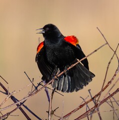 Sticker - Closeup shot of a male red-winged blackbird, Agelaius phoeniceus perched on a tree branch.