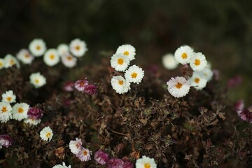 Sticker - A lush grassy field with a burst of color from a vibrant display of daisies