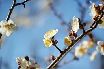 Poster - Close-up image of a delicate white cherry blossom in the sunshine