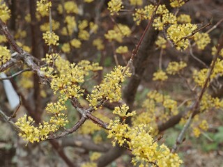 Sticker - Picturesque garden is filled with vibrant yellow Japanese cornel blossoms