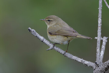 Wall Mural - Common chiffchaff (phylloscopus collybita) perched on a branch