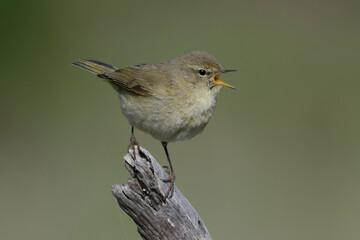 Wall Mural - Common chiffchaff (phylloscopus collybita) singing on a branch