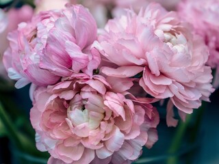 Sticker - Closeup of pretty pink flowers